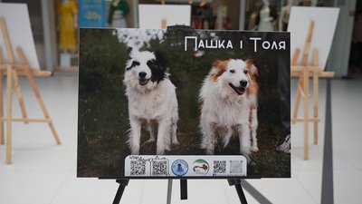 Сумські зоозахисники показали підопічних собак на фотовиставці Сумські зоозахисники показали підопічних собак на фотовиставці