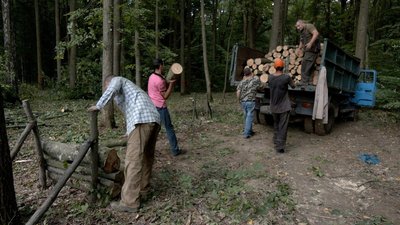 Заготівля дров на Вінниччині: які породи та за скільки можна придбати у лісництві Заготівля дров на Вінниччині: які породи та за скільки можна придбати у лісництві