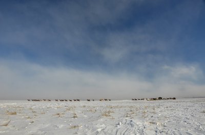 Нестача кормів загрожує масовою загибеллю копитних у біосферному заповіднику "Асканія-Нова" на ТОТ Херсонщини Нестача кормів загрожує масовою загибеллю копитних у біосферному заповіднику "Асканія-Нова" на ТОТ Херсонщини