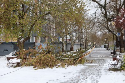 Херсон, негода, сніг, погода, зламане дерево Херсон, негода, сніг, погода, зламане дерево
