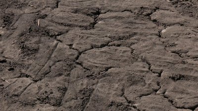 ранні жнива врожай господарства посіви засуха Покровський район Шахівська громада Донецька область ранні жнива врожай господарства посіви засуха Покровський район Шахівська громада Донецька область