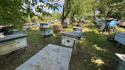 Загибель бджіл після обробки полів на Кіровоградщині: як пасічникам та аграріям цього уникати Загибель бджіл після обробки полів на Кіровоградщині: як пасічникам та аграріям цього уникати