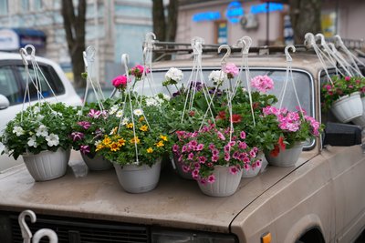 Живі чи штучні: які квіти обирають сум’яни на цвинтар та що про це кажуть екологи Живі чи штучні: які квіти обирають сум’яни на цвинтар та що про це кажуть екологи