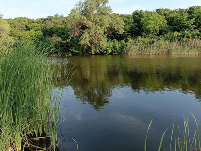 Природа Кіровоградщини. Село Войнівка Природа Кіровоградщини. Село Войнівка
