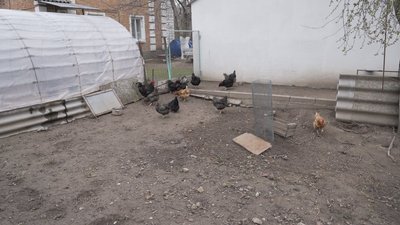 На Вінниччині зросла кількість диких тварин: чим це загрожує і як розв'язуватимуть проблему На Вінниччині зросла кількість диких тварин: чим це загрожує і як розв'язуватимуть проблему