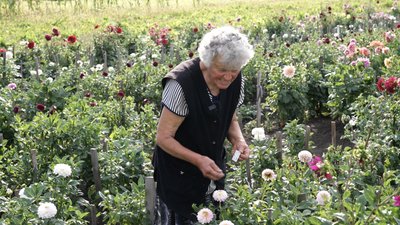 На кожному кущі жоржин бірка з назвою На кожному кущі жоржин бірка з назвою
