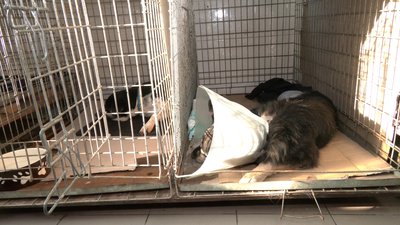 Понад 100 собак живуть у Центр стерилізації тварин у Рівному