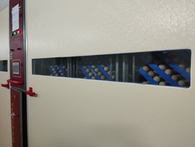 Продаж молодняка домашньої птиці на Полтавщині: чи зросли ціни Продаж молодняка домашньої птиці на Полтавщині: чи зросли ціни