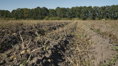 На Вінниччині освітяни збирають картоплю для шкіл та дитсадків На Вінниччині освітяни збирають картоплю для шкіл та дитсадків