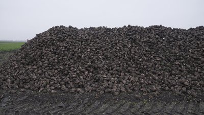 Врожайність — понад 600 центнерів із гектара: бурякові жнива на Вінниччині Врожайність — понад 600 центнерів із гектара: бурякові жнива на Вінниччині