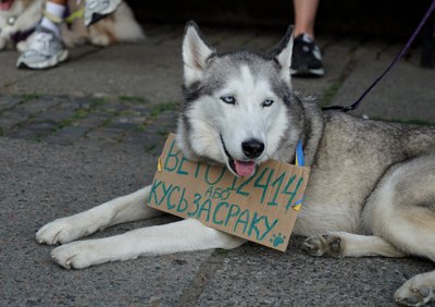 В Україні другий день протестів проти закону, який нівелює незалежність НАБУ та САП