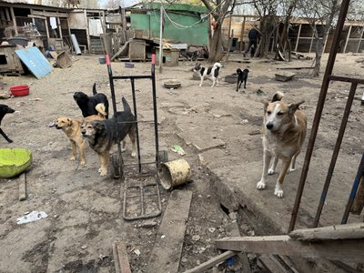 Снаряди розривались поряд, один влучив у вольєр. Як під обстрілами у Херсоні виживає притулок для тварин Снаряди розривались поряд, один влучив у вольєр. Як під обстрілами у Херсоні виживає притулок для тварин