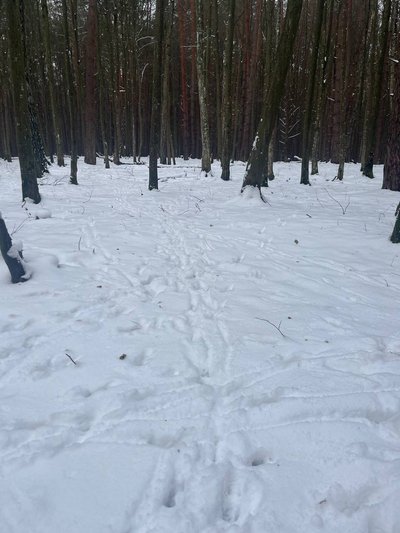 Сліди вовка, ласки та дикого кабана виявили у нацпарку на Рівненщині Сліди вовка, ласки та дикого кабана виявили у нацпарку на Рівненщині