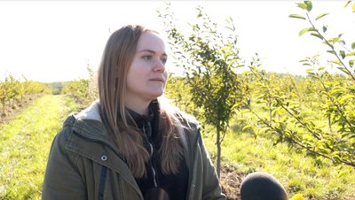 Як вирощують вишневі сади на Рівненщині Як вирощують вишневі сади на Рівненщині