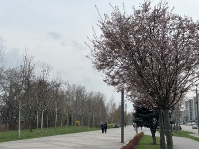У Дніпрі розквітли сакури та магнолії: фоторепортаж