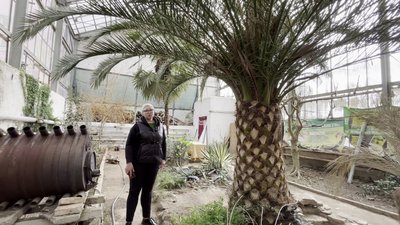 Двохсотрічні пальми, мандарини та кумквати: в оранжереї в Умані ростуть дерева з часів графа Потоцького Двохсотрічні пальми, мандарини та кумквати: в оранжереї в Умані ростуть дерева з часів графа Потоцького