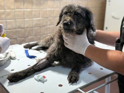 Ветеринар тримає собаку, якого вилучили у жительки Харкова Ветеринар тримає собаку, якого вилучили у жительки Харкова