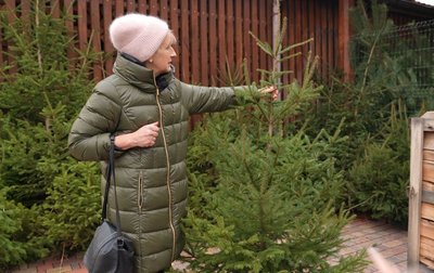 Ростуть більше шести років: як у лісництвах Черкащини вирощують ялинки до свят Ростуть більше шести років: як у лісництвах Черкащини вирощують ялинки до свят