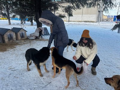 Морози до -20°C: хто і як допомагає безпритульним тваринам у Вінниці