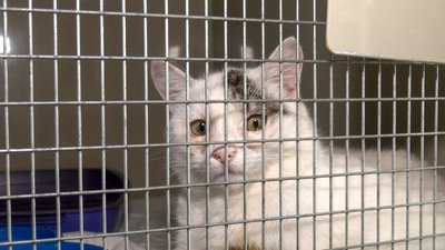 Краматорськ котячий стаціонар ветлікарі тварини Донецька область 5 лютого 2025 рік Краматорськ котячий стаціонар ветлікарі тварини Донецька область 5 лютого 2025 рік
