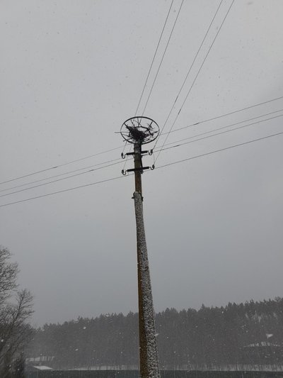 Рівнеобленерго. Лелечине гніздо Рівнеобленерго. Лелечине гніздо