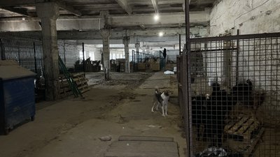 Притулок для врятованих тварин, про яких дбає Роберт Саргсян, 5 червня 2024 року Притулок для врятованих тварин, про яких дбає Роберт Саргсян, 5 червня 2024 року