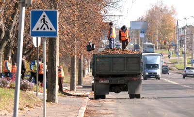 Як комунальники утилізують опале листя у Луцьку Як комунальники утилізують опале листя у Луцьку