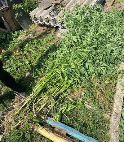 На Житомирщині поліція вилучила майже 150 рослин коноплі біля будинку 48-річної жінки На Житомирщині поліція вилучила майже 150 рослин коноплі біля будинку 48-річної жінки