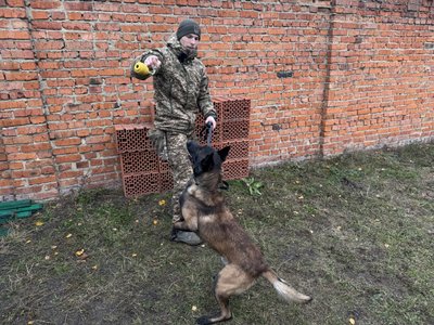"Ростив, соціалізував, привчав". Як на Сумщині тренують собак-детекторів