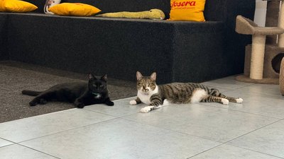 Три роки чекали на дім: двоє котів-друзів із вінницького котопростору їдуть до Відня Три роки чекали на дім: двоє котів-друзів із вінницького котопростору їдуть до Відня