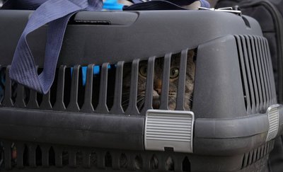 До Мукачева прибув евакуаційний потяг із Дніпропетровської області До Мукачева прибув евакуаційний потяг із Дніпропетровської області