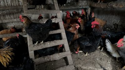 кури село Гришине Покровська громада Донецька область 23 грудня 2024 рік кури село Гришине Покровська громада Донецька область 23 грудня 2024 рік