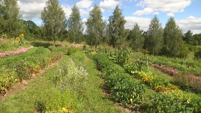 Овочі та квіти для насіння майстриня висадила на ділянці площею 50 соток Овочі та квіти для насіння майстриня висадила на ділянці площею 50 соток