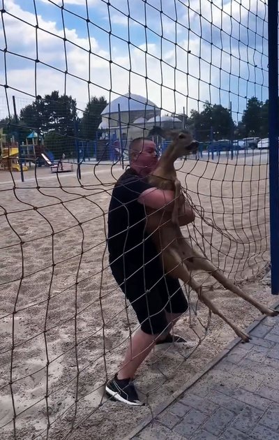 В Ізмаїлі врятували дику косулю, але після лікування вона втекла В Ізмаїлі врятували дику косулю, але після лікування вона втекла
