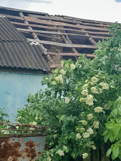 У громаді на Житомирщині вітер повалив дерева та позривав дахи будинків