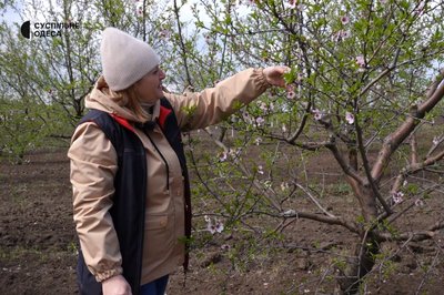 Мигдаль зі свого саду: на Одещині подружжя вирощує горіхи Мигдаль зі свого саду: на Одещині подружжя вирощує горіхи