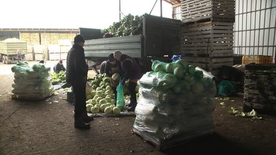 Працівники фермерського господарства очищають та фасують капусту, грудень 2025 року, Хмельниччина Працівники фермерського господарства очищають та фасують капусту, грудень 2025 року, Хмельниччина