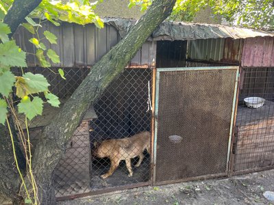 собаки притулок тварини допомога Добропілля Донецька область 17 вересня 2024 рік собаки притулок тварини допомога Добропілля Донецька область 17 вересня 2024 рік