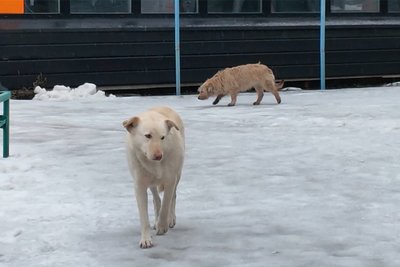Безпритульна собака у Новоселиці