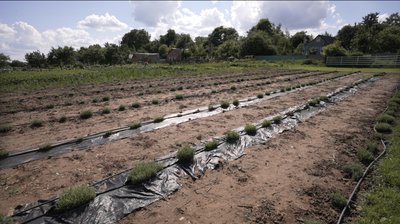 Релоковане поле: підприємиця пересадила лаванду із прикордоння Сумщини углиб регіону