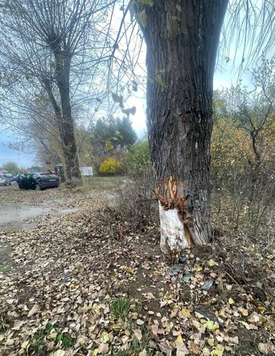 В'їхала у дерево: на Черкащині поліція розслідує ДТП