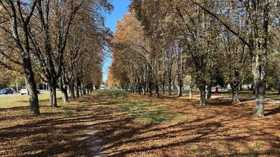 У Полтаві почали здавати каштани: скільки можна заробити на плодах У Полтаві почали здавати каштани: скільки можна заробити на плодах