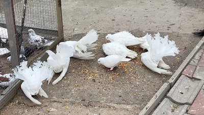 "Душа відпочиває, добре тобі": як на Черкащині розводять голубів "Душа відпочиває, добре тобі": як на Черкащині розводять голубів