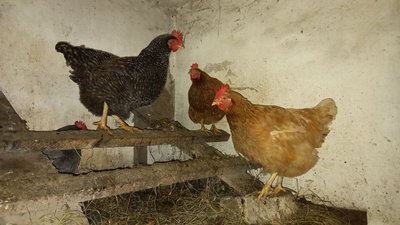 Чому кури взимку не несуться і що робити для їхньої продуктивності: поради науковця Чому кури взимку не несуться і що робити для їхньої продуктивності: поради науковця