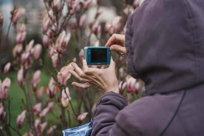 Магнолії у ботанічному саду Харкова Магнолії у ботанічному саду Харкова