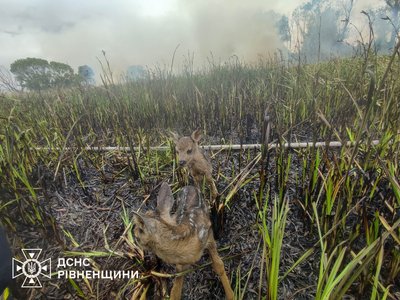 "Далі вже вони були під наглядом єгеря": двох оленят знайшли рятувальники під час ліквідації пожежі на Рівненщині "Далі вже вони були під наглядом єгеря": двох оленят знайшли рятувальники під час ліквідації пожежі на Рівненщині