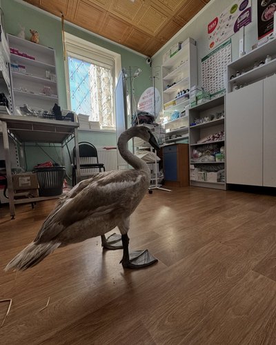 На Полтавщині врятували молоду лебідку На Полтавщині врятували молоду лебідку