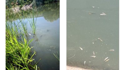 У місці злиття річок Грузької та Інгул поблизу Кропивницького загинула риба У місці злиття річок Грузької та Інгул поблизу Кропивницького загинула риба