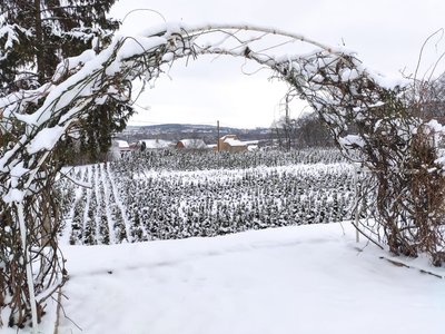 Тернопільське лісництво, ялинка, де купити ялинку, скільки вартує штучна ялинка Тернопільське лісництво, ялинка, де купити ялинку, скільки вартує штучна ялинка
