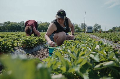 Збір полуниці на Харківщині Збір полуниці на Харківщині